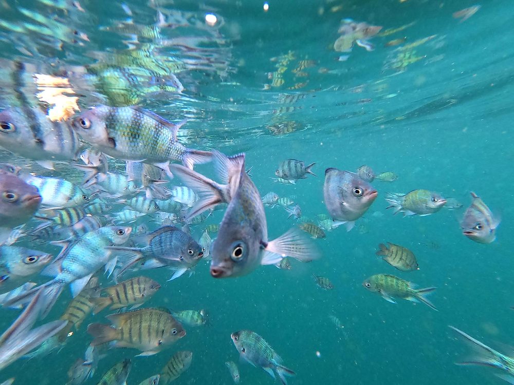 Underwater fish during a Phu Quoc snorkeling trip